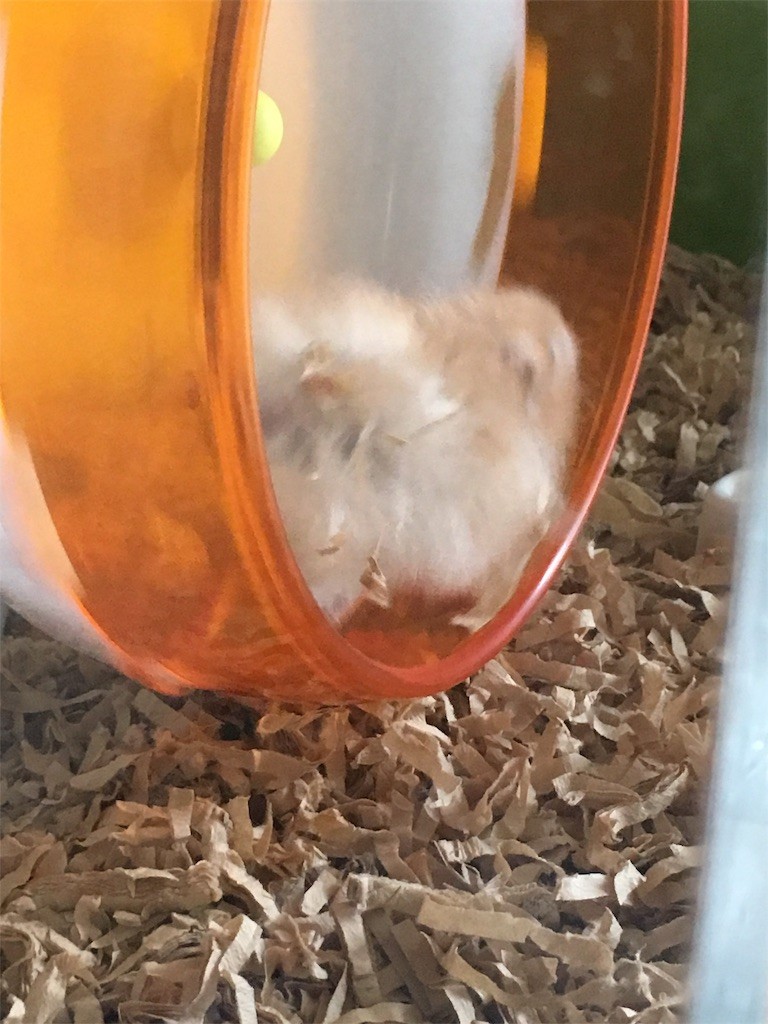 f:id:akie1000:20170520001445j:image f:id:akie1000:20170520001445j:image