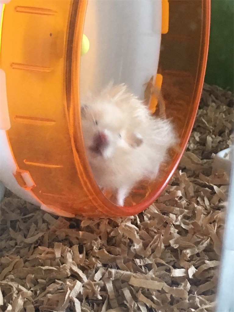 f:id:akie1000:20170520001458j:image f:id:akie1000:20170520001458j:image