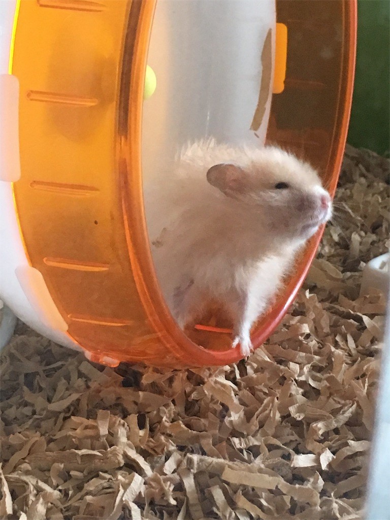 f:id:akie1000:20170520001506j:image f:id:akie1000:20170520001506j:image