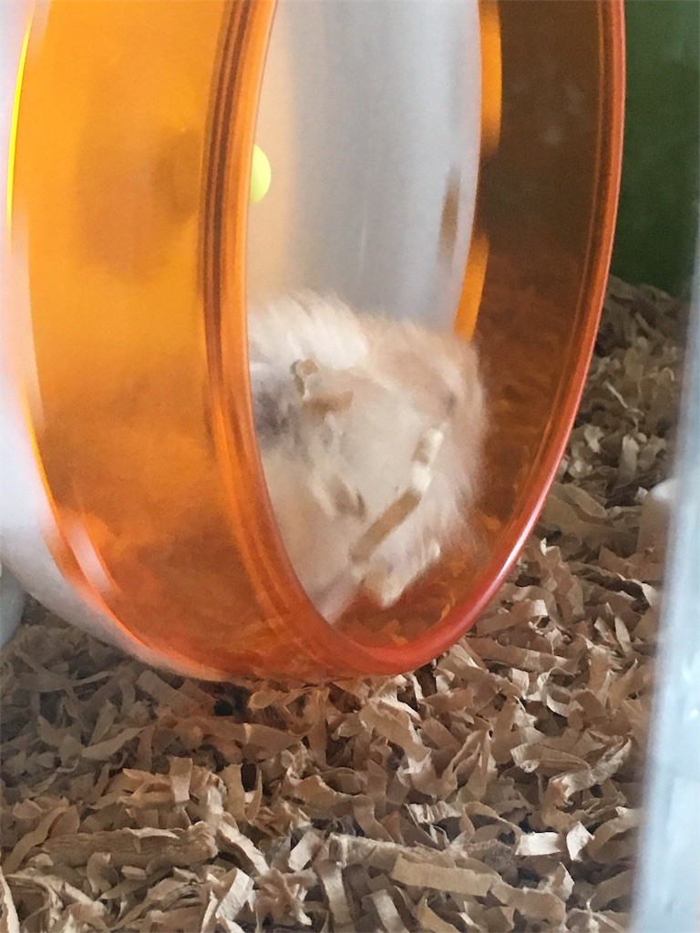 f:id:akie1000:20170520001541j:image f:id:akie1000:20170520001541j:image