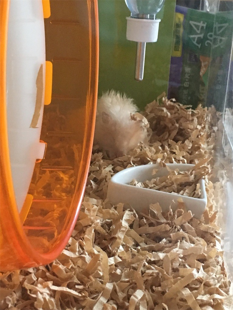 f:id:akie1000:20170520001602j:image f:id:akie1000:20170520001602j:image