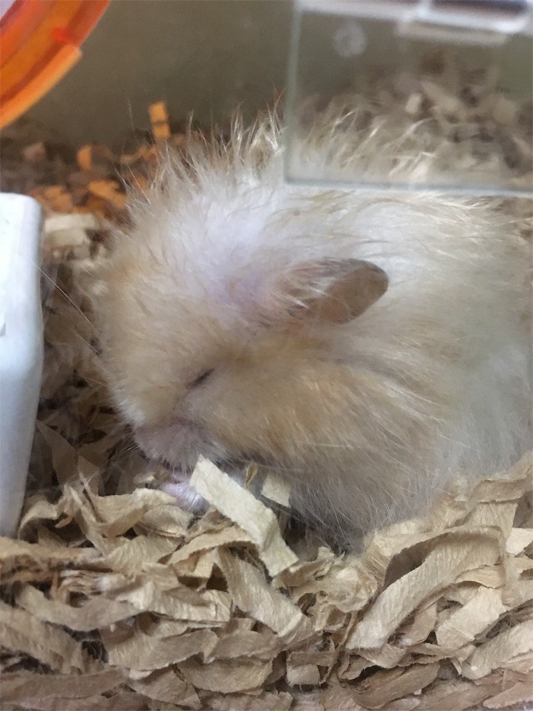 f:id:akie1000:20170520001615j:image f:id:akie1000:20170520001615j:image