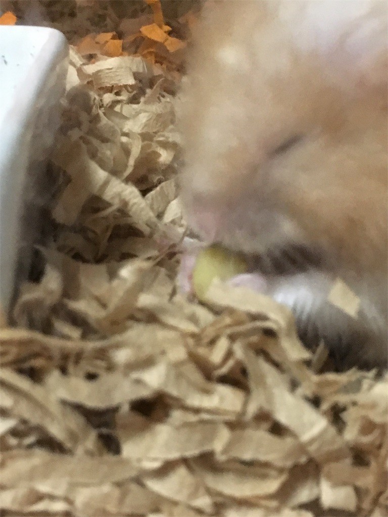 f:id:akie1000:20170520001654j:image f:id:akie1000:20170520001654j:image