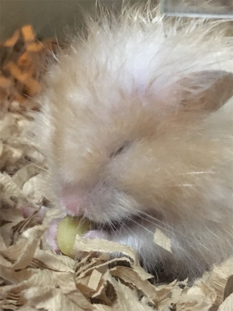 f:id:akie1000:20170520001703j:image f:id:akie1000:20170520001703j:image