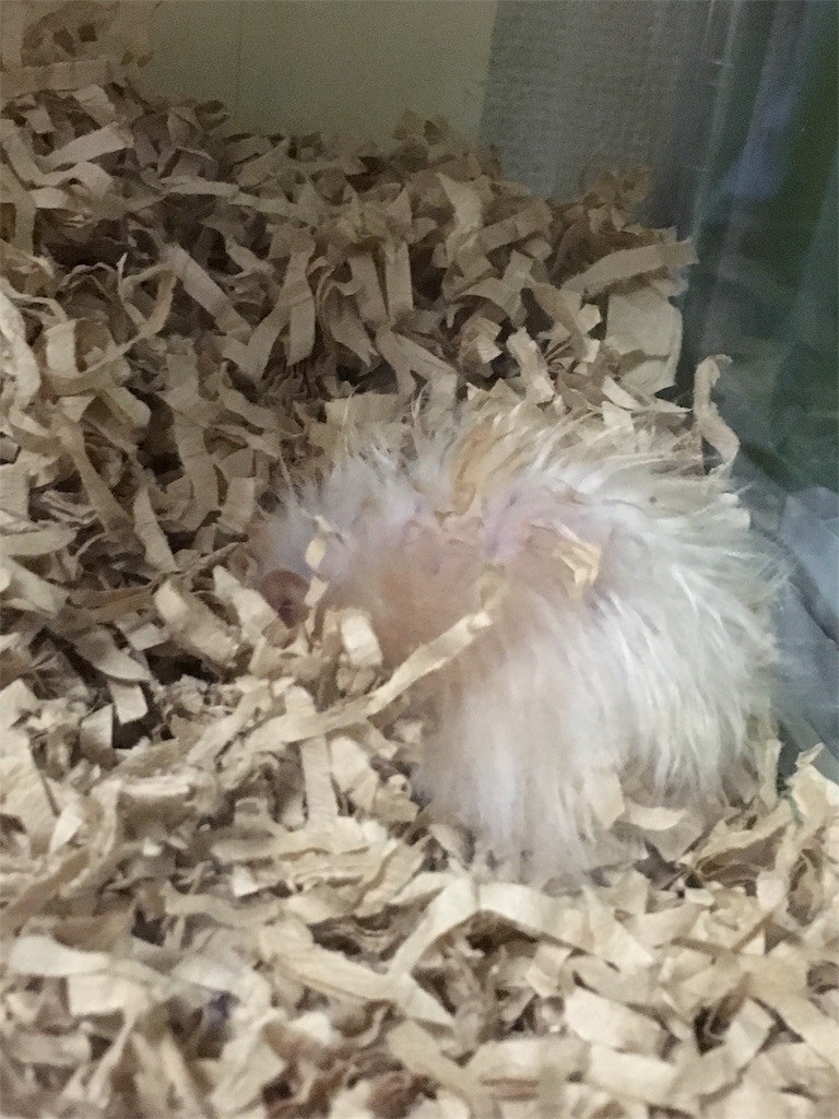 f:id:akie1000:20170520001750j:image f:id:akie1000:20170520001750j:image