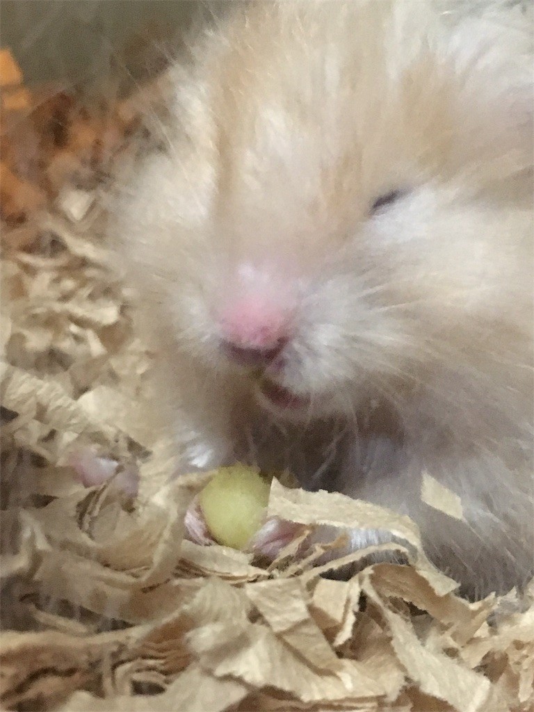 f:id:akie1000:20170520001840j:image f:id:akie1000:20170520001840j:image