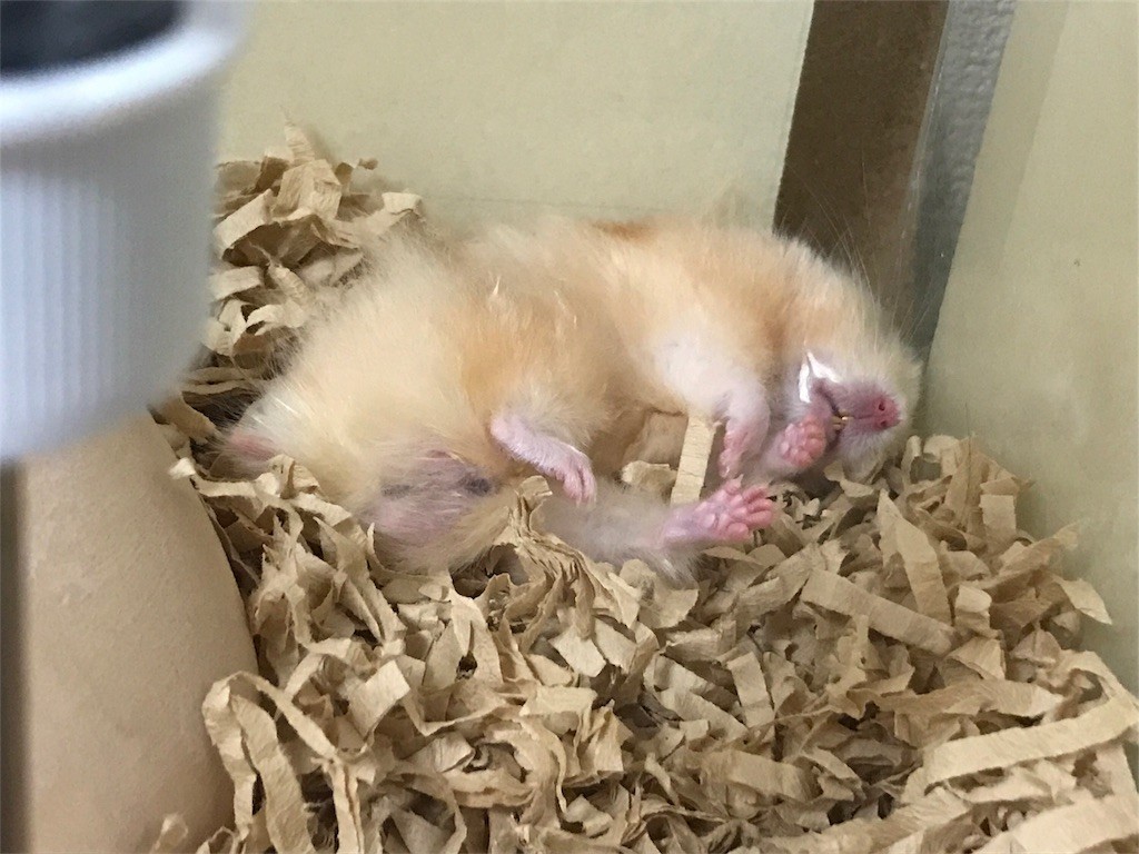 f:id:akie1000:20170522235611j:image