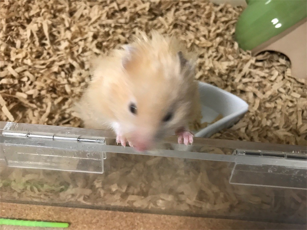 f:id:akie1000:20170522235627j:image