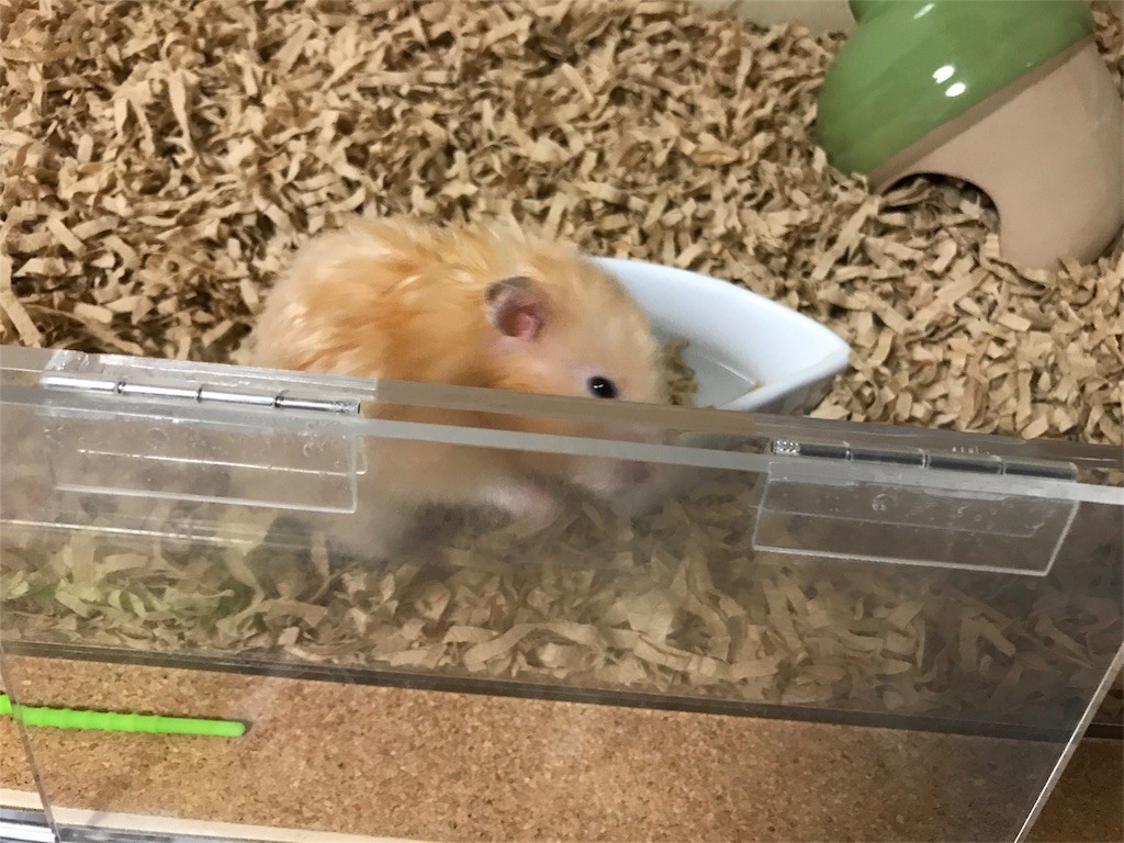 f:id:akie1000:20170522235637j:image