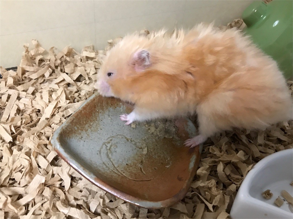 f:id:akie1000:20170522235658j:image