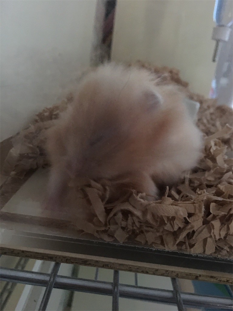 f:id:akie1000:20170531000155j:image