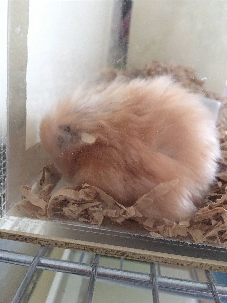 f:id:akie1000:20170531000203j:image