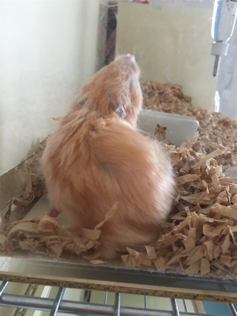 f:id:akie1000:20170531000213j:image