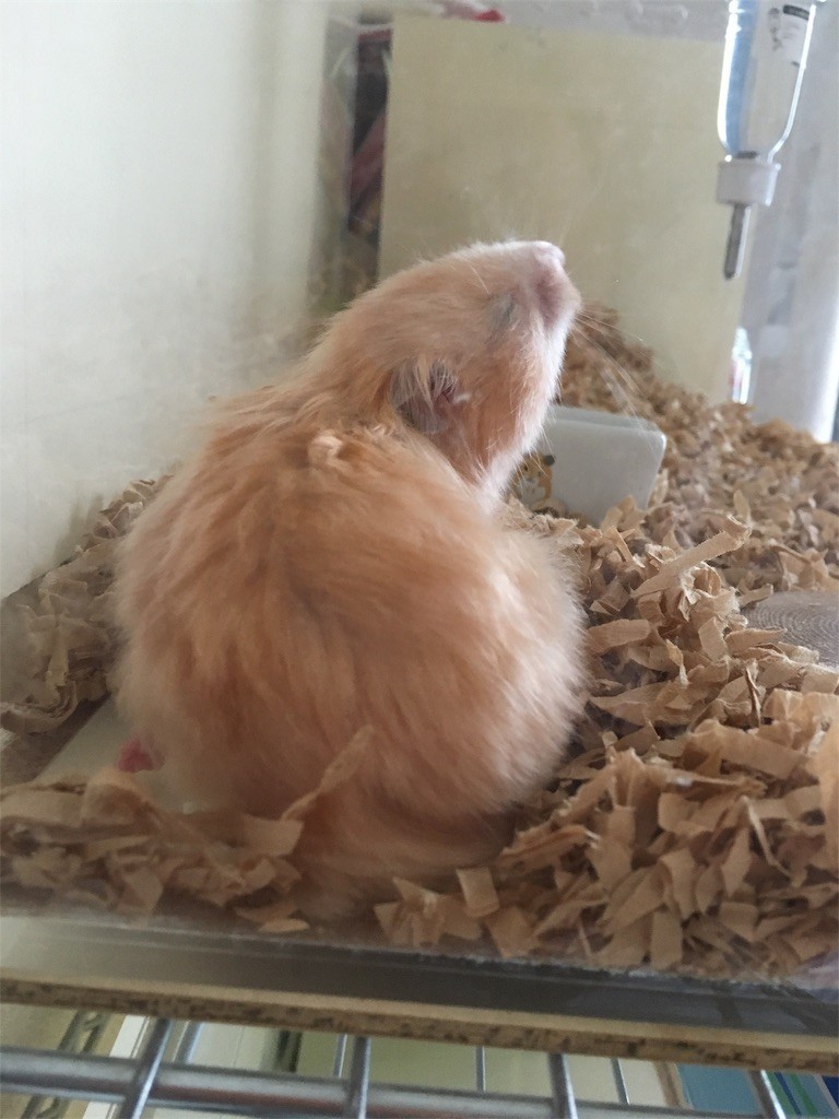 f:id:akie1000:20170531000221j:image