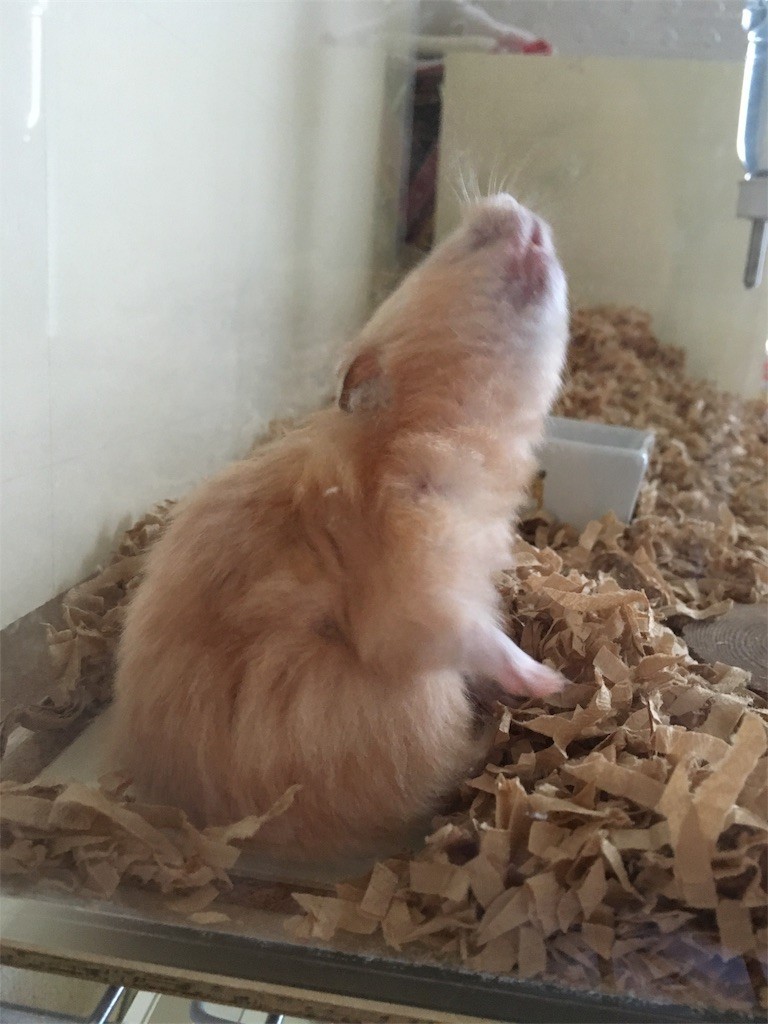 f:id:akie1000:20170531000227j:image