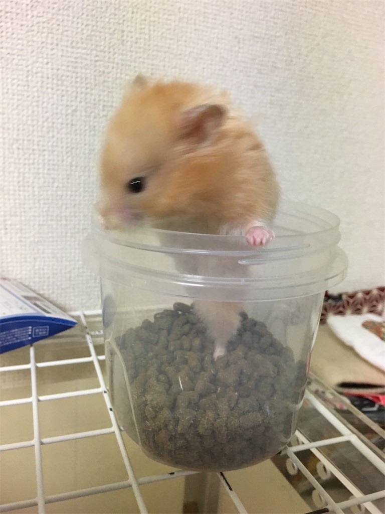 f:id:akie1000:20170531000236j:image