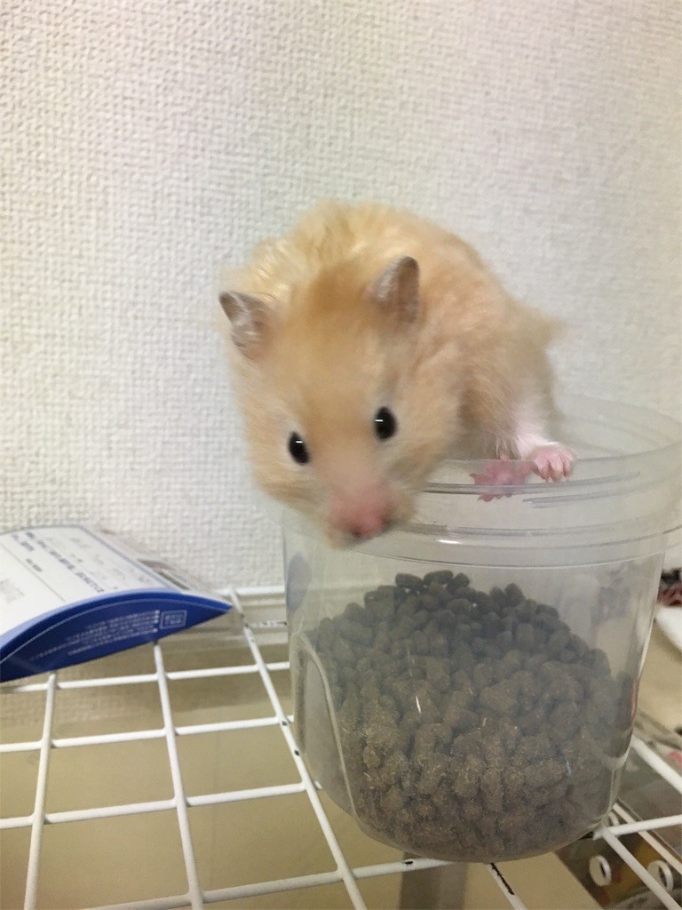 f:id:akie1000:20170531000242j:image