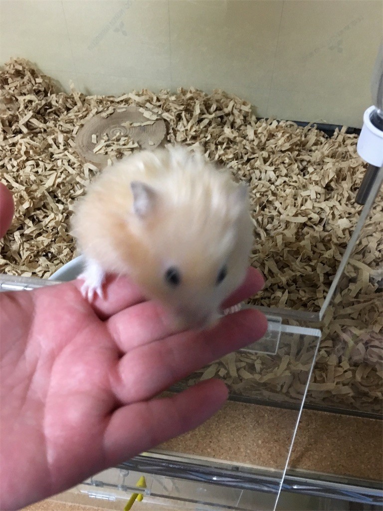 f:id:akie1000:20170531000249j:image