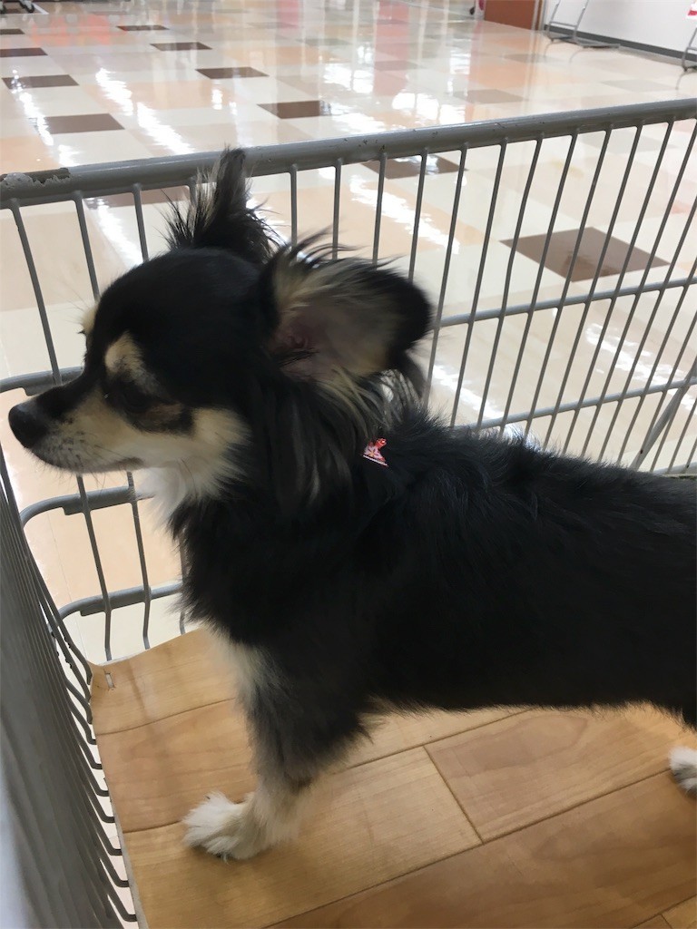 f:id:akie1000:20170601204059j:image