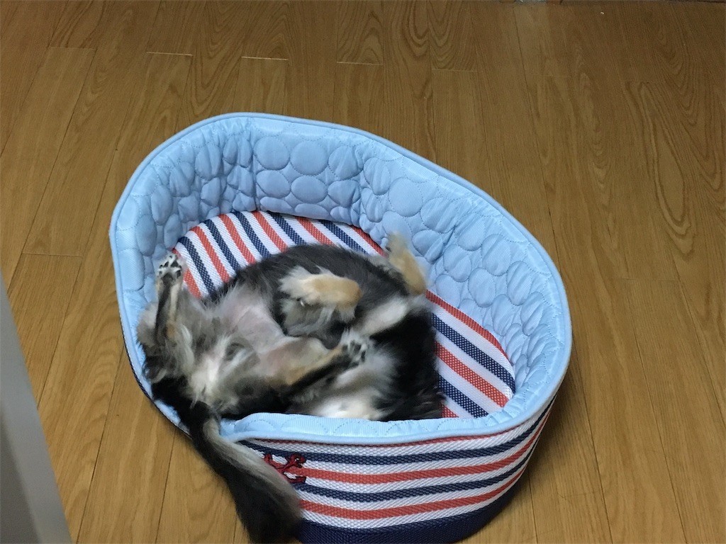 f:id:akie1000:20170601204231j:image