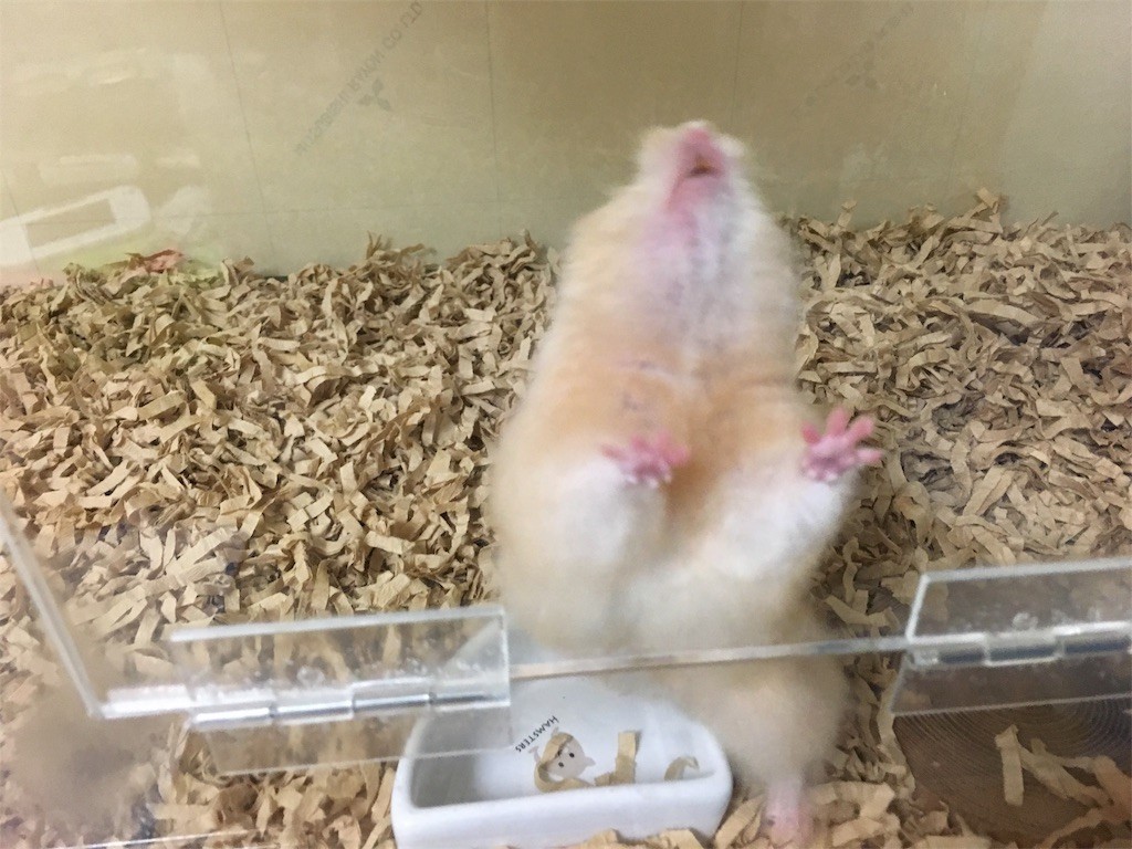 f:id:akie1000:20170601204948j:image