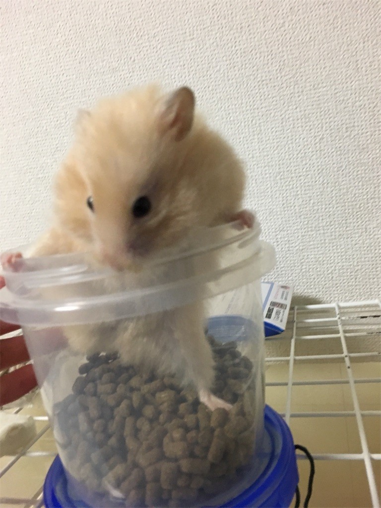 f:id:akie1000:20170601205002j:image