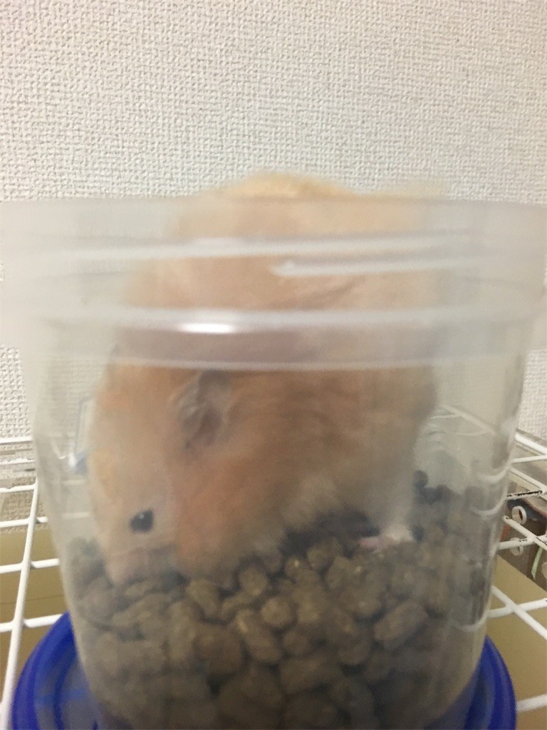 f:id:akie1000:20170601205030j:image