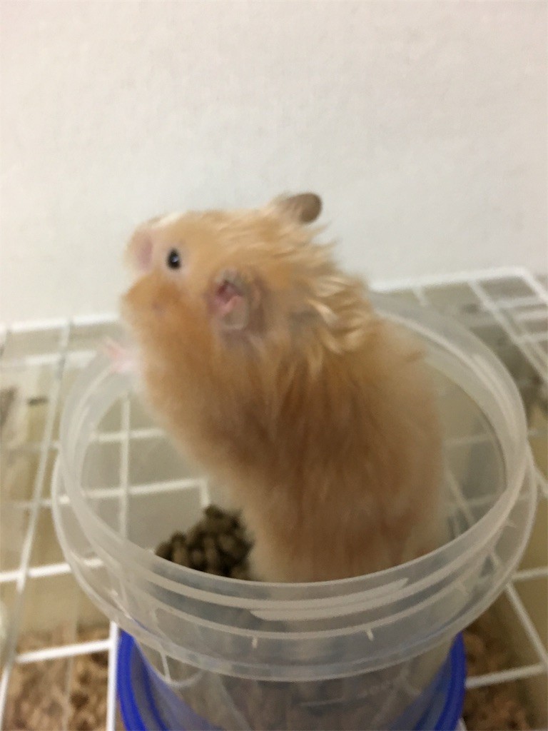 f:id:akie1000:20170601205047j:image