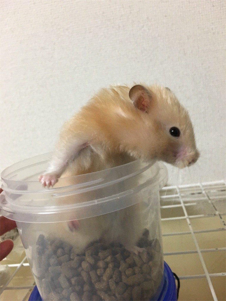 f:id:akie1000:20170601205104j:image