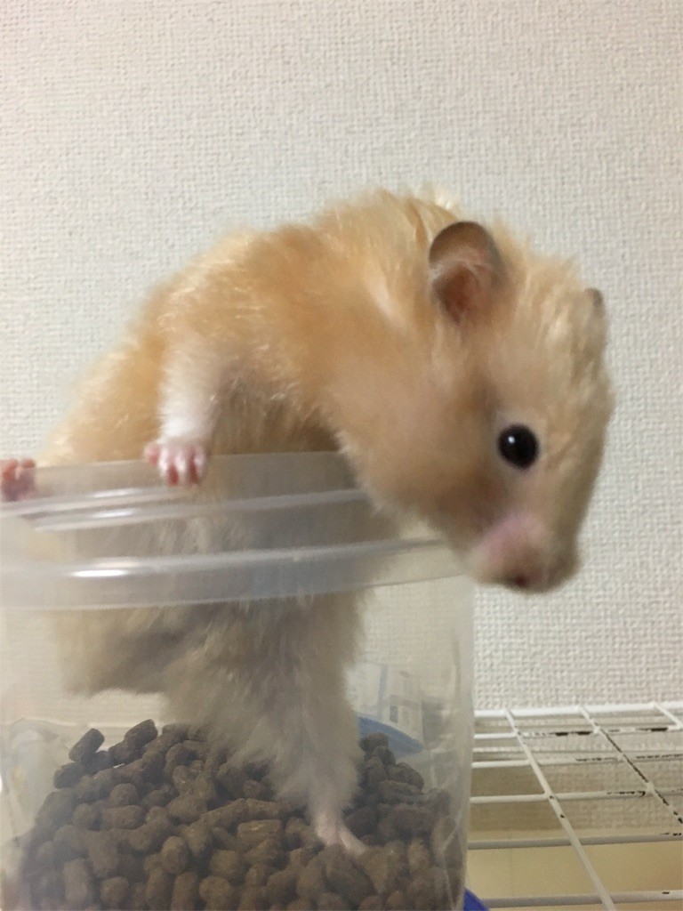 f:id:akie1000:20170601205121j:image