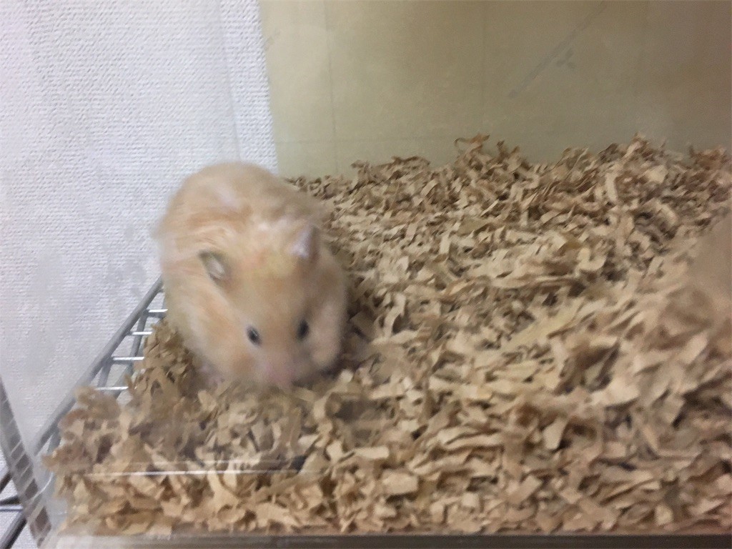 f:id:akie1000:20170601205143j:image