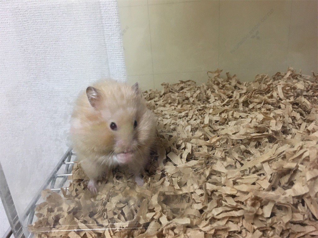 f:id:akie1000:20170601205211j:image