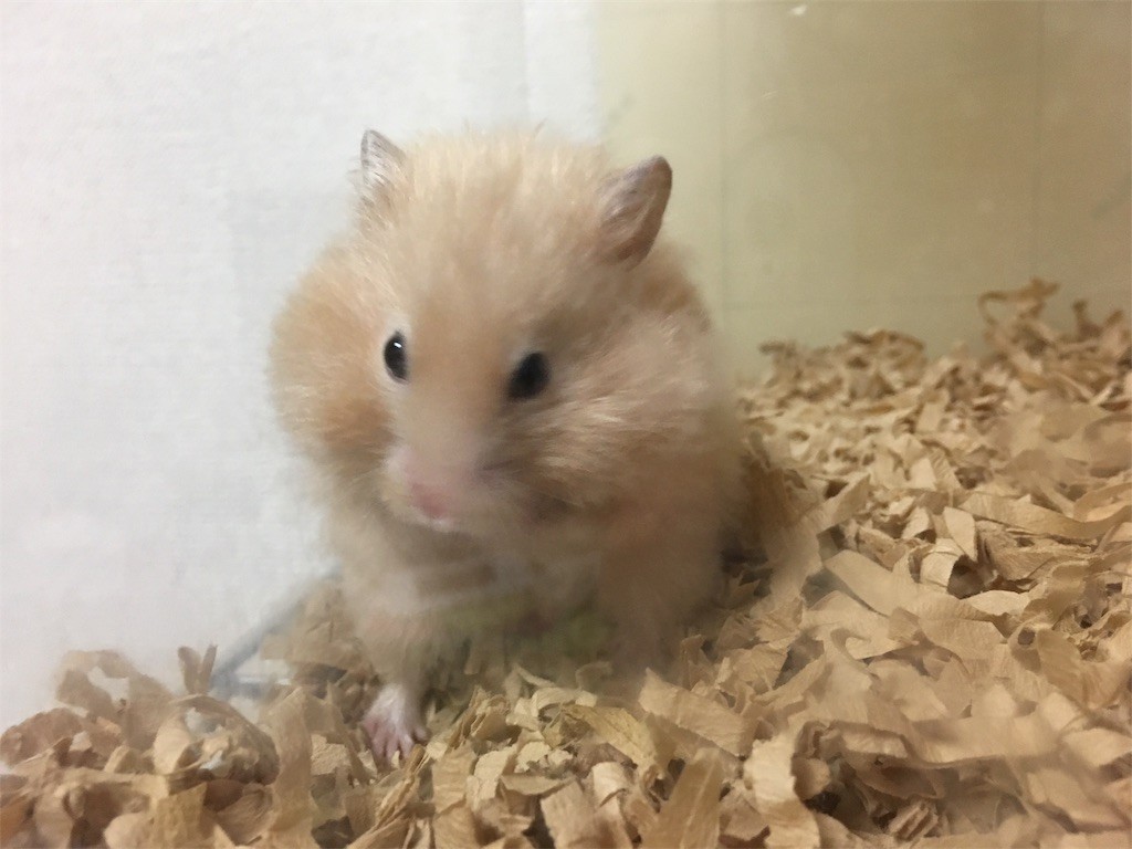 f:id:akie1000:20170601205241j:image