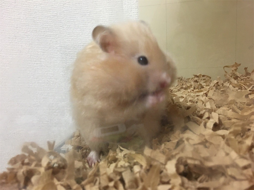 f:id:akie1000:20170601205256j:image