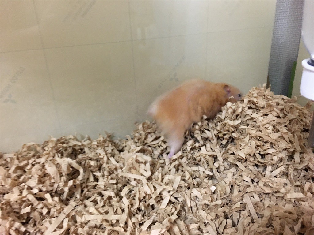 f:id:akie1000:20170601205314j:image