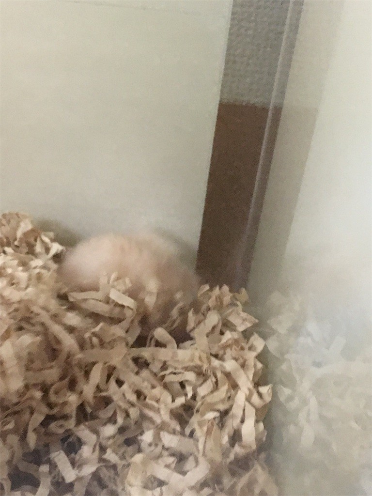 f:id:akie1000:20170601205325j:image