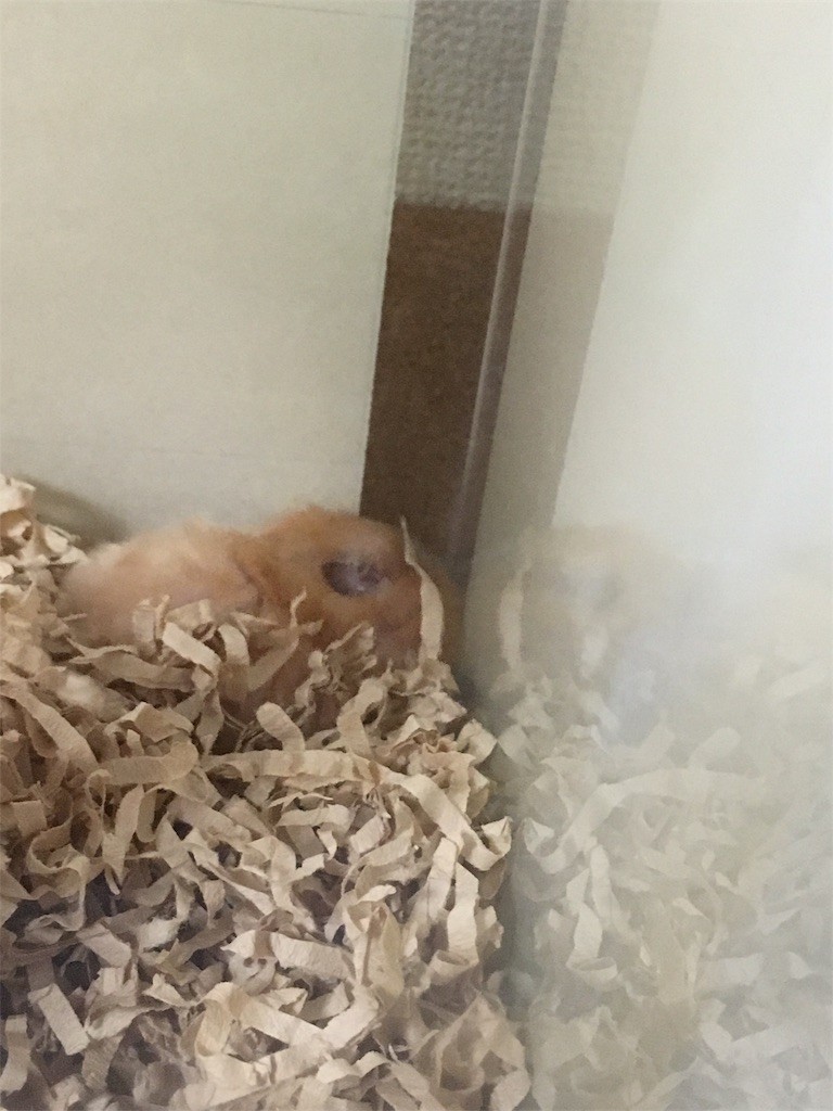 f:id:akie1000:20170601205336j:image