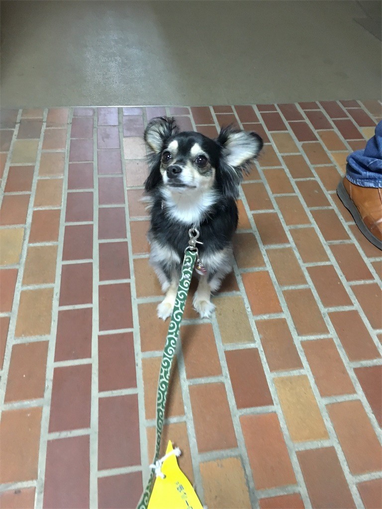 f:id:akie1000:20170603015922j:image