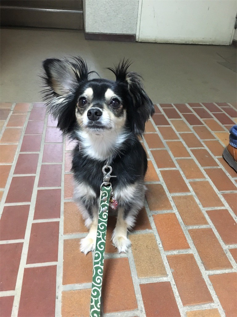 f:id:akie1000:20170603015951j:image