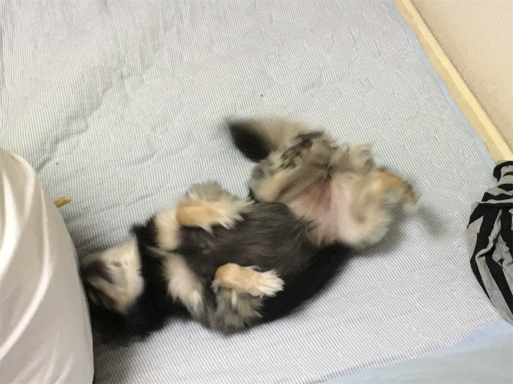 f:id:akie1000:20170603020013j:image