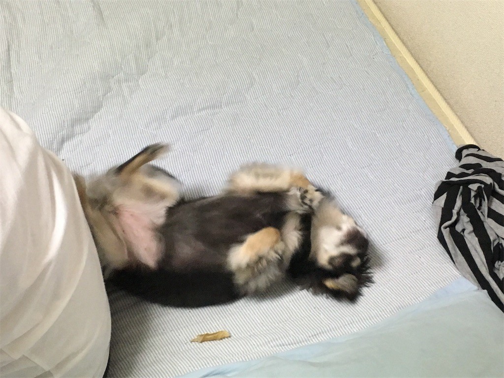 f:id:akie1000:20170603020041j:image