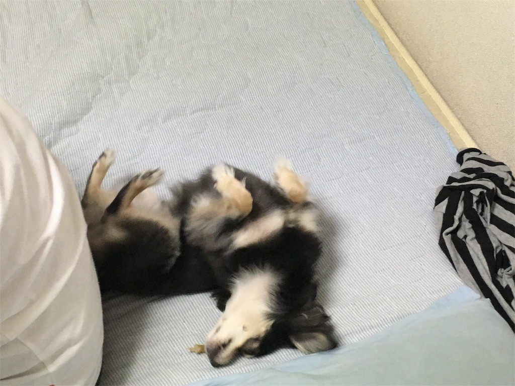 f:id:akie1000:20170603020105j:image