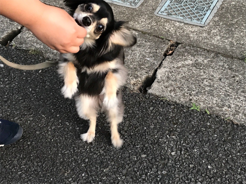 f:id:akie1000:20170604134845j:image