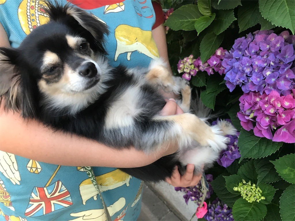 f:id:akie1000:20170604134856j:image