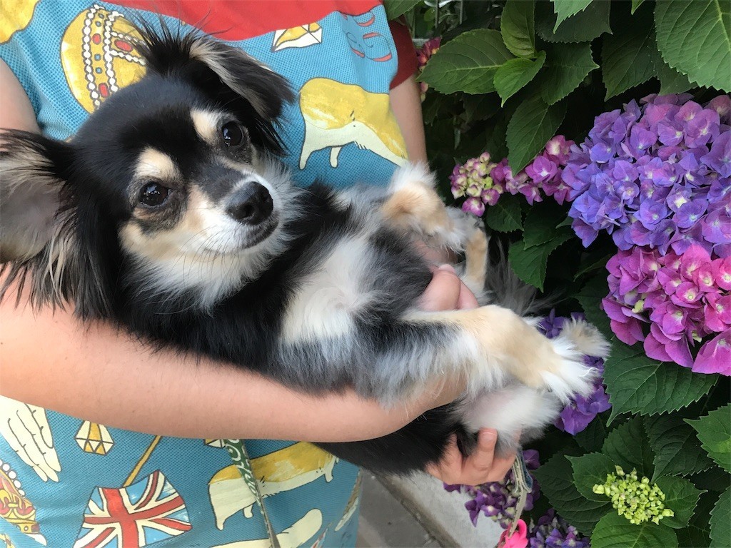 f:id:akie1000:20170604134913j:image