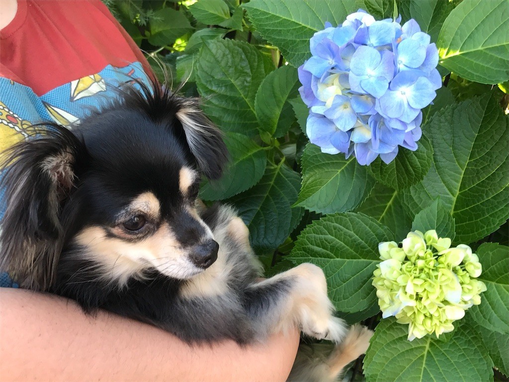 f:id:akie1000:20170604135704j:image