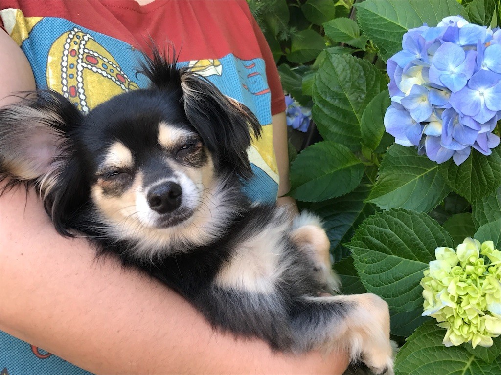 f:id:akie1000:20170604135718j:image