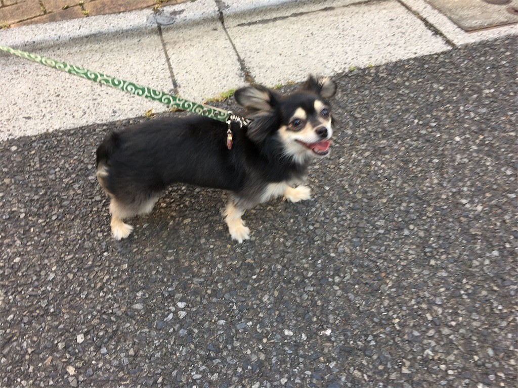 f:id:akie1000:20170604135747j:image