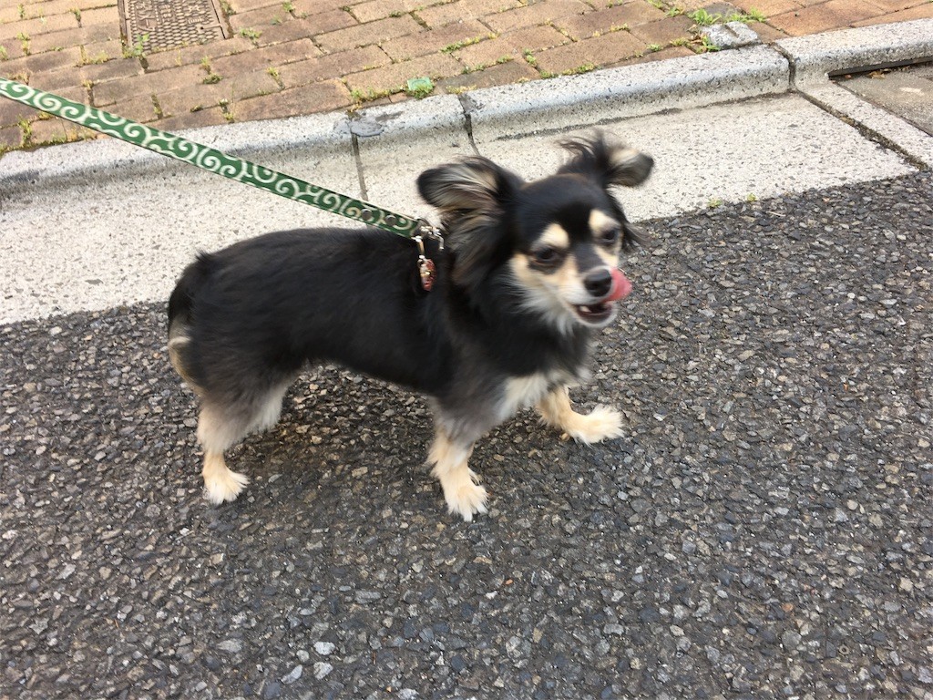 f:id:akie1000:20170604135753j:image