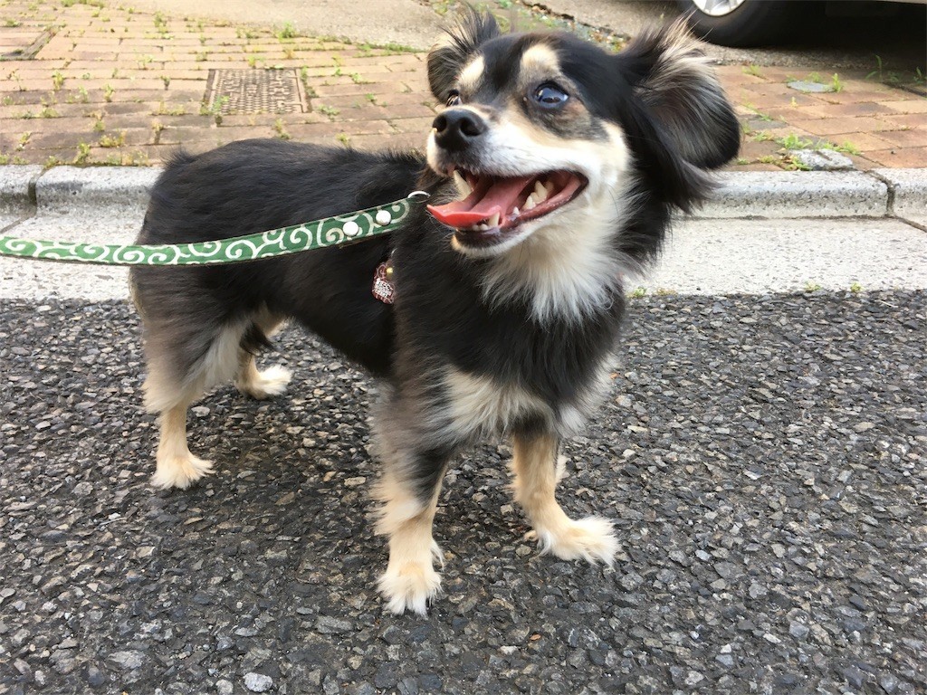 f:id:akie1000:20170604135807j:image